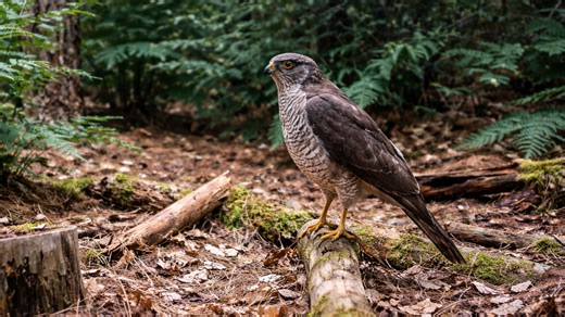 The forest camera caught a rare wild moment