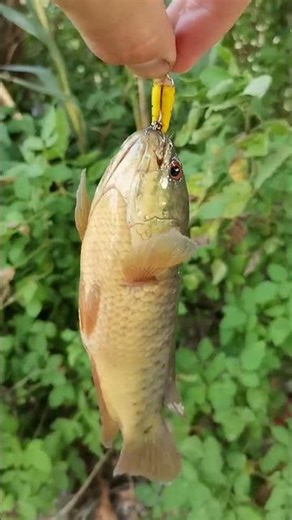 Climbing #perch Anabas testudineus on fire-tiger #handmade micro #crankbait #ultralight #fishing