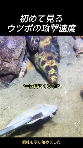 岩陰のウツボたち、驚きの捕食スピード