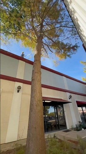 Pruning Tree From Roof (Bald Cypress)