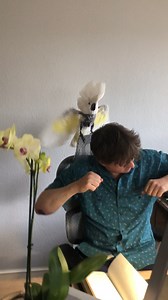 536K views · 401 reactions | No one knew how to cheer up this sad cockatoo....until she heard "Old Town Road." The rest is history.  | Humankind | Facebook