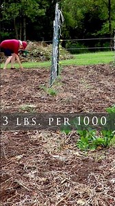 Cover crop for building soil (click link for full video) #garden #southerngardens
