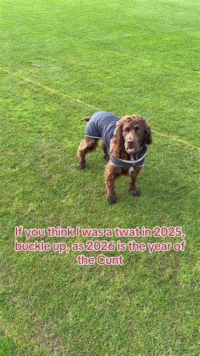 Rupert the crazy working cocker spaniel proving that he is a complete nut job. #dogsoftictok #spaniel #cockerspaniel #dogchallenge #funnydog
