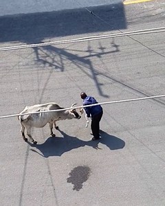 160K views · 3.1K reactions | Man helps cow and its sick calf cross the road!凉 | Chocolates Lovers | Facebook