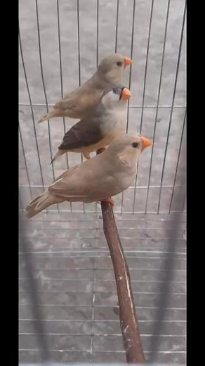 Orange zebra finch. #finchbird #zebrafinches | Gazi Rakibul Hasan