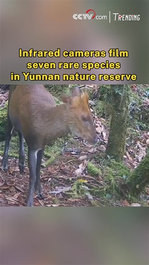 Infrared cameras recently captured seven wild animal species in the Gaoligongshan National Nature Reserve in southwest China's Yunnan Province. The footage recorded their activity, highlighting the rich biodiversity of the Gaoligong Mountains and demonstrating the effectiveness of conservation measures there. The species include critically endangered Myanmar snub-nosed monkeys, endangered red pandas, Assamese macaques, Lady Amherst's pheasants, and silver pheasants. #ChorusofLife | CCTV