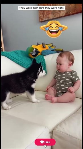 Baby & Dog Funny Moments 😂 You Can’t Stop Laughing 🤣 #shorts💡