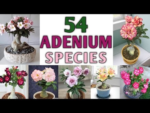 54 Desert Rose (Adenium) Varieties | Desert Rose Flower Types | Adenium Flowers |Plant and Planting