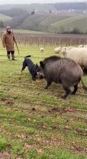 Beauceron: Guardian of the Burgundy Region