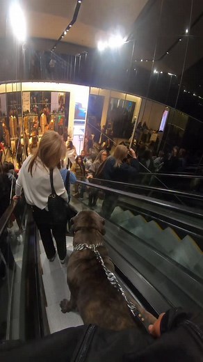 562K views · 19K reactions | What would YOU do if you saw Shadow… RUN or PET?  #dog #fyp #canecorso | Shadowthefriendlydog | Facebook