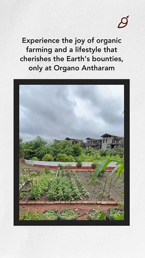 Embark on a journey with Organo Antharam, drawing you closer to the Earth and its bounties. Experience the joy of organic farming, nurturing plants, and fostering a direct connection with the land. Immerse yourself in a lifestyle celebrating the Earth's richness—a haven of well-being and sustainability. #OrganicFarming #EarthFriendly #Organo #LifeOnASlowTrack #Sustainability #Antharam #OrganoAntharam #Hyderabad #CommunityLiving #SustainableLiving | Organo
