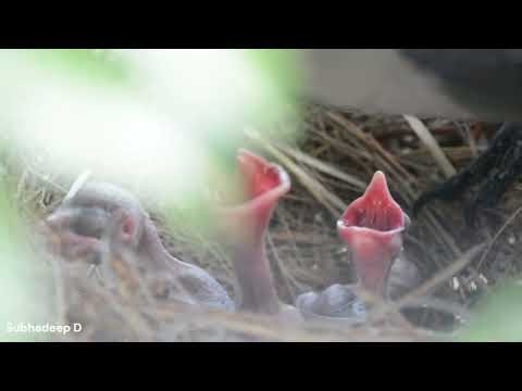 Parental care of CROW | Kolkata | India |