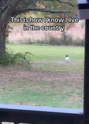 Stacy No-Dash (@stacys.web)’s videos with Funny - Gold-Tiger