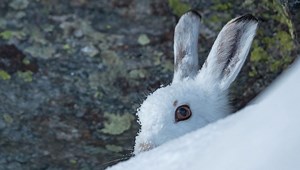 Le lièvre invisible - Nature d'ici et d'ailleurs