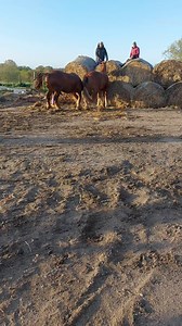 Covering season in full swing, this is a maiden mare that has come into stud, we cover inhand so there is minimal damage to mare or stallion, especially as these horses are so rare. We use the round Bales for safety of the mare handlers and to keep them away from the stallion and the stallion is checked, just to make sure he doesn't rush in and hurt the mare, as they can go in like a bull in a China shop. As you can see I keep a safe distance from the mares hind legs, any horse can kick. This is