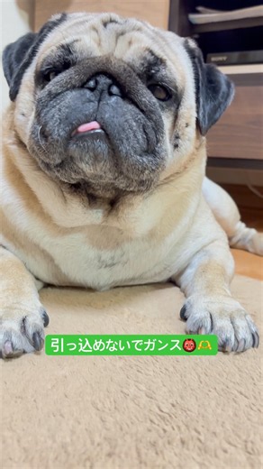 引っ込めない。 #パグ #pug #ぱぐ #日常 #癒し #shorts #ショート #しょーと #犬のいる暮らし #犬のいる生活 #いぬ