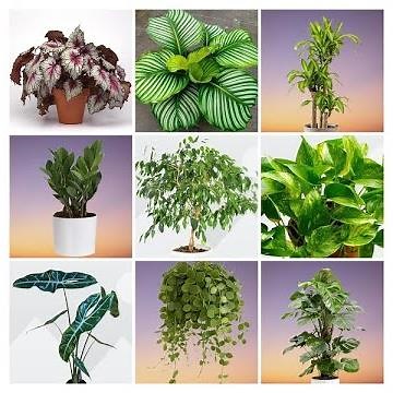 30 Best Tropical Foliage Plants with Names | Tropical Foliage Plants for Your Home