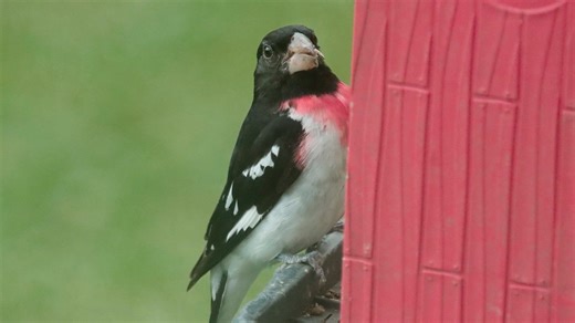These migrating birds are coming to New York feeders, yards in April, May