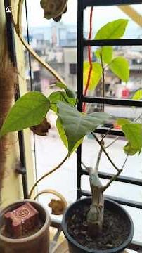 Grow Ficus From Cutting Easily 🌱 | Simple Plant Propagation #Shorts