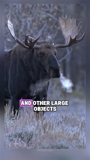 INSANE animal facts that will blow your mind! 🤯