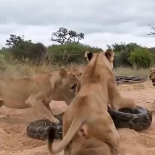 PART2.... 🔥A Pride Of Curious Lionesses Crowds Around A Massive Python In The Sandy Bush, Cautiously Testing The Giant Snake With Swats And Feints. As The Python Coils And Tightens Defensively, The Lions Circle, Retreat, And Charge Back In Turns, Creating A Tense Standoff. The Encounter Escalates Into A Chaotic Tug-of-war Of Instincts—predators Probing For An Opening While The Snake Fights To Hold Its Ground. Dust Flies, Roars And Hisses Fill The Air, And After Several Intense Minutes, The Exha