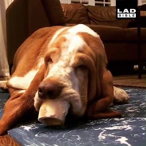 I don't think my dog understands how bones work 😂🐶 | LADbible