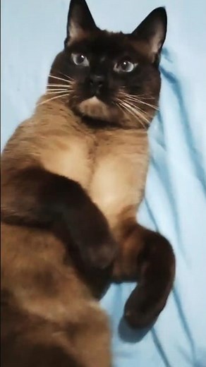 The pattern is beautiful, dad. #cat #spain #argentina #titok #espanya #mexico #reels #cats #germa...