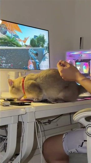 Cat Smoking Addiction: Human Companions Have Learned a New Habit