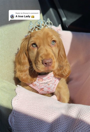 Cocker Spaniel Puppies: Cute Disney Inspired Moments