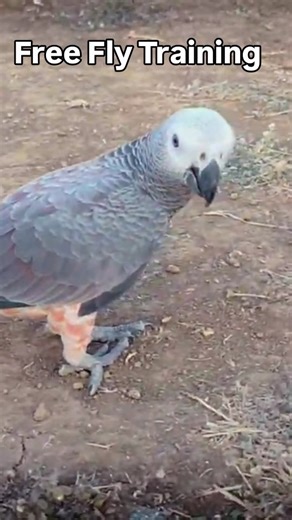 8.7K views · 103 reactions | How to train your Bird for outdoor? African Grey free flight training by @ak47_birds_trainer #africangreyparrot #africangreylover #freeflighttraining #freeflyafricangrey #freeflybirds #minivlog #birdtraining #birdknowledge #petguruji | Pet Guruji | Facebook