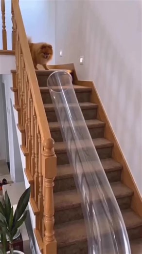 Funny Pet Videos Compilation