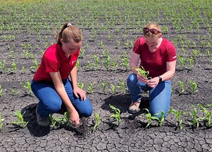 Corn School: How to determine corn growth stage