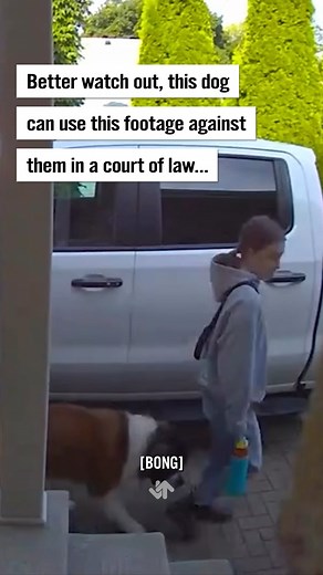 The audible "BONK" 💀 (IG: @hazel.the.saint) #dogs #funny #fails | Unspeakable Crimes