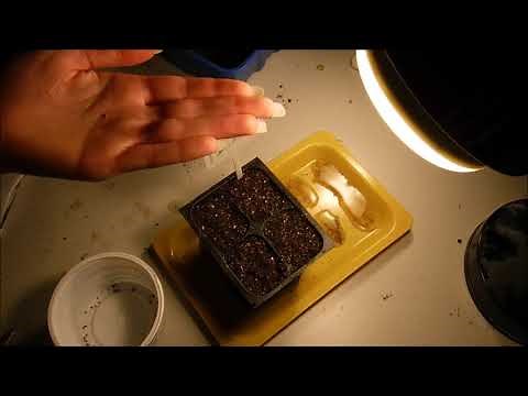 How to grow rosemary from seeds & How to germinate rosemary seeds