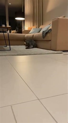 “Rat vs Cat 😱 | Real Fight Caught on Camera!”“You Won’t Believe Fight Inside a House Giant Rat 🐀🐱”