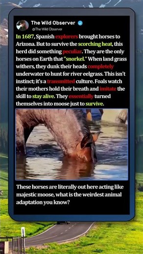 The Only HORSES On Earth That Can Snorkel! #Wildlife #Nature #Amazing