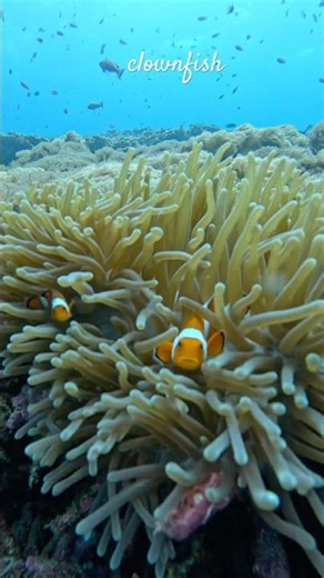 Nemo in its natural habitat #findingnemo #flowingwithdee