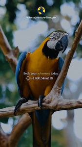 Set out on an unforgettable journey deep into the Amazon with a river cruise that blends comfort, adventure, and discovery. In the heart of the Ecuadorian rainforest, breathtaking untamed wilderness and vibrant life is waiting to be discovered. For a limited time, you can enjoy special savings on two incredible Amazon cruise experiences: – Get 30% off for the second guest on the Anakonda Amazon Cruise – Get 20% off for the second guest on the Manatee Amazon Explorer This offer is available on se