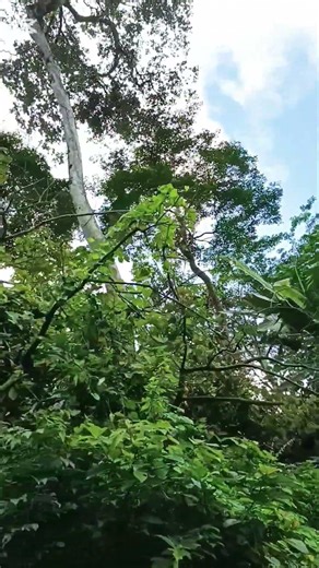 Discover how we are using agroforestry to define environmental conservation. This isn't just theory.