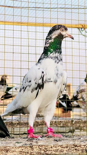 Pigeon's Unique Feet: A Closer Look at Their Care
