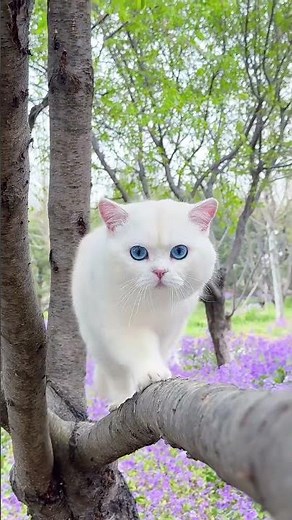 cute #cat #kucing #shortvideo