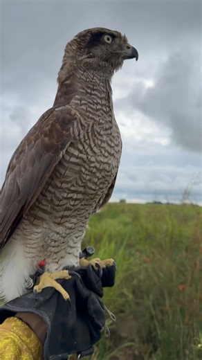Goshawk 😘🤍 | Reak Goshawk