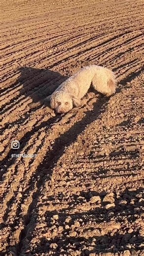 thepabloedit on TikTok