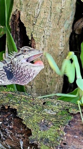 Mantis vs Lizard - Wild Showdown 😱 #mantis #lizard
