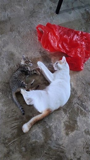 titter cat is powerful and big cat fighting