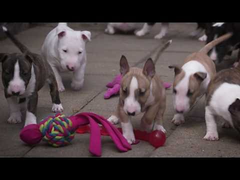 Mini Bull Terriers WeShootit puppies From Friar's Point 2018