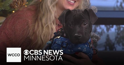 Meet Dudley, a 15-week-old puppy