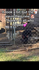 Between the rain and the lack of a tractor it took us a couple of months to get it done but we finally got the chickens all moved to their new home. It's a much drier location with plenty of room for expansion and will get plenty of Sun for our girls and their fella to enjoy! By the way we definitely have plenty of eggs to donate to the food bank. :-) | Valhalla Rescue