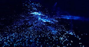 Holbox: por qué hay bioluminiscencia en sus playas y cuándo se ve