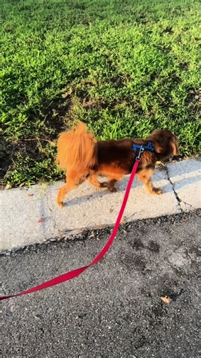 Day in the life #minigoldenretriever #minivlog #petsmart #dogpack #fyp